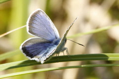 100 Steinkleebluling - Polyommatus dorylas
