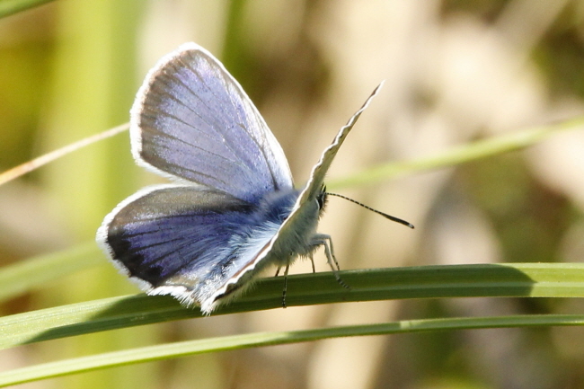 100 Steinkleebluling - Polyommatus dorylas