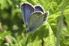 101 Himmelblauer Steinkleebluling - Mnnchen