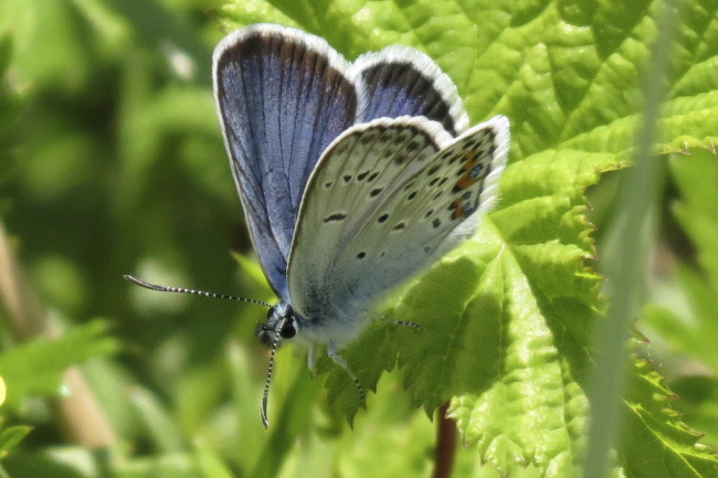 101 Himmelblauer Steinkleebluling - Mnnchen