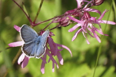 102 Steinkleebluling - Polyommatus dorylas