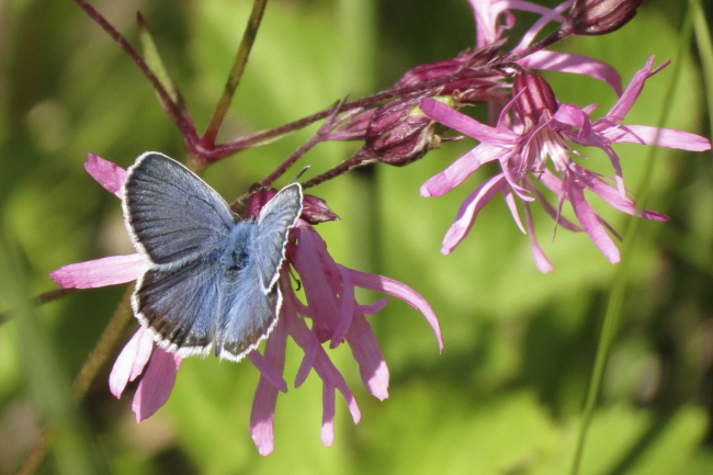 102 Steinkleebluling - Polyommatus dorylas