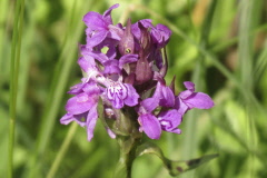 103 Breitblttriges Knabenkraut - Dactylorhiza majalis