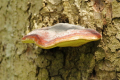 105 Baumpilz in Landesfarbe