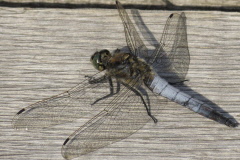 106 groer Blaupfeil - Orthetrum cancellatum
