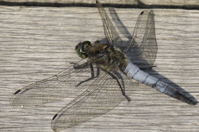 106 groer Blaupfeil - Orthetrum cancellatum