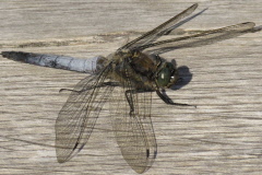107 groer Blaupfeil - Orthetrum cancellatum