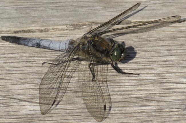 107 groer Blaupfeil - Orthetrum cancellatum