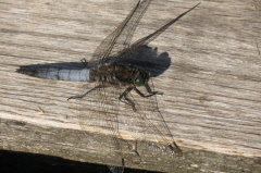108 groer Blaupfeil - Orthetrum cancellatum