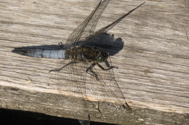 108 groer Blaupfeil - Orthetrum cancellatum