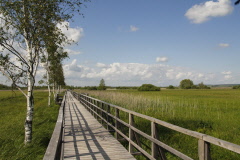 109 der Federseesteg durchs Federsee Ried