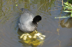 113 Blsshuhn - Fulica atra