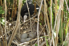 116 vorsichtig wird sich auf das Nest gesetzt