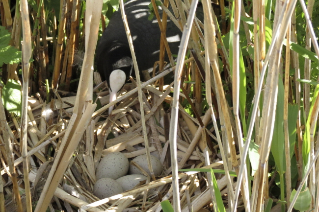 116 vorsichtig wird sich auf das Nest gesetzt