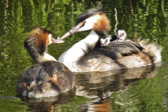 120 Haubentaucher Familie