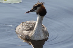 123 Haubentaucher - Podiceps cristatus