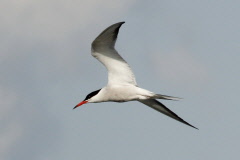 127 Flussseeschwalbe - Sterna hirundo