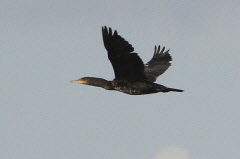 128 Kormoran - Phalacrocorax carbo
