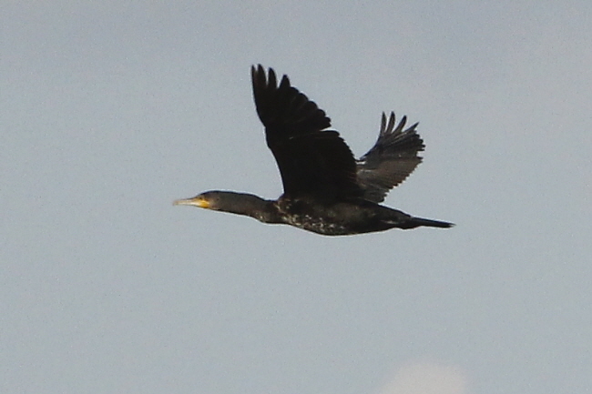 128 Kormoran - Phalacrocorax carbo