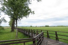 12 Naturschutzgebiet Federsee