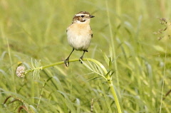 132 Braunkehlchen - Saxicola rubetra