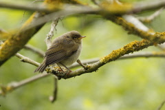 133 Hausrotschwanz Jungvogel - Phoenicurus ochruros