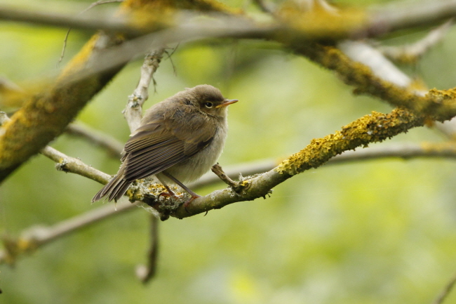133 Hausrotschwanz Jungvogel - Phoenicurus ochruros