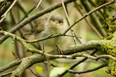 134 Hausrotschwanz Jungvogel