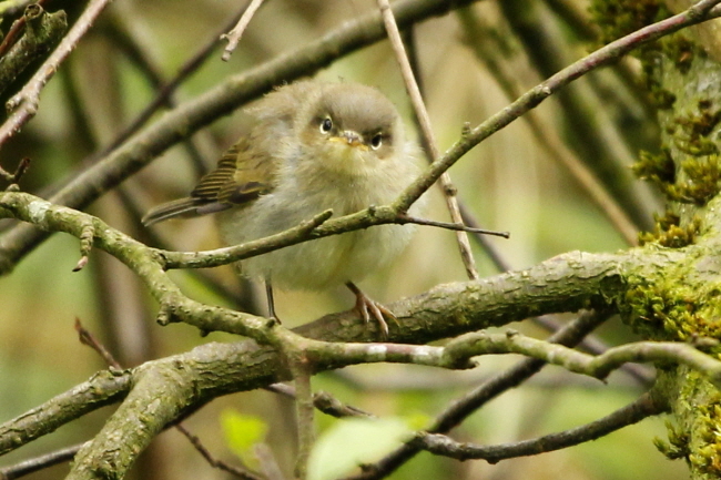 134 Hausrotschwanz Jungvogel