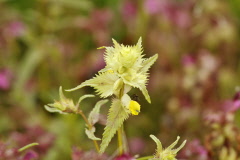 135 Kleiner Klappertopf - Rhinanthus minor