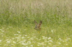 136 schlafendes Reh im Gras