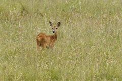 137 Reh im Gras