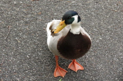 138 Stockente