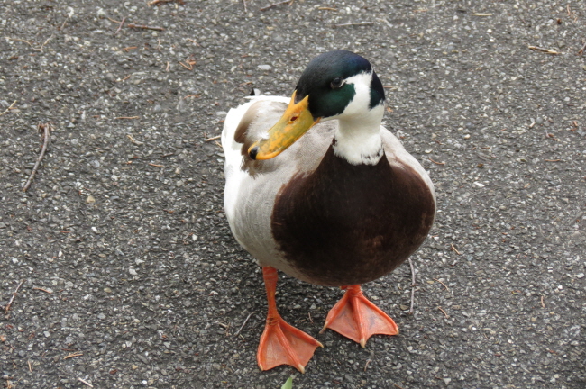 138 Stockente