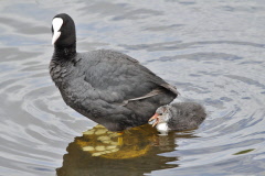16 Blsshuhn - Fulica atra