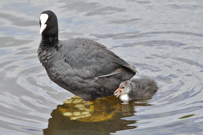 16 Blsshuhn - Fulica atra