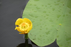 20 Teichrose