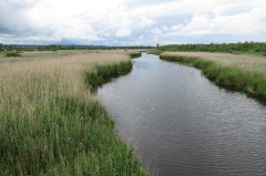 21 Wasserlauf durchs Moor