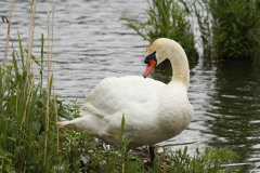22 Hckerschwan - Cygnus olor