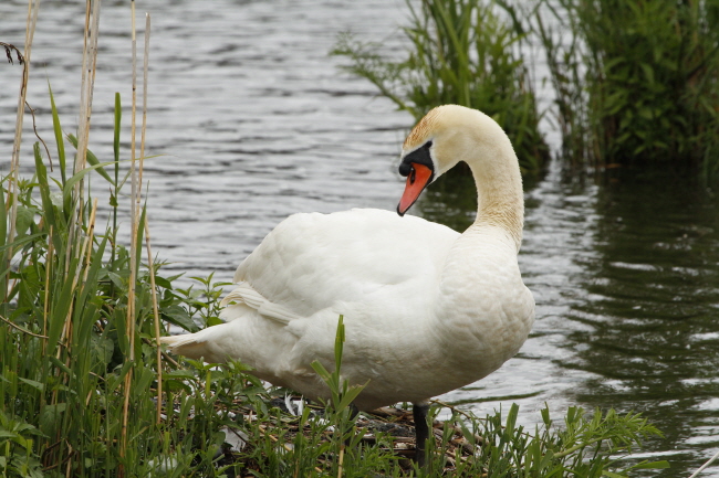 22 Hckerschwan - Cygnus olor