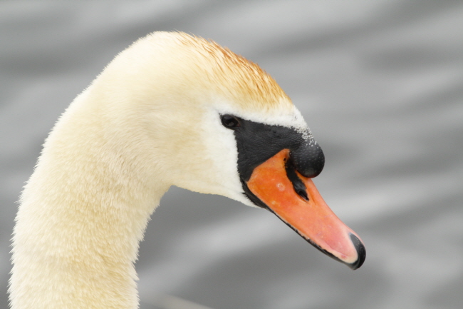 23 Hckerschwan - Cygnus olor