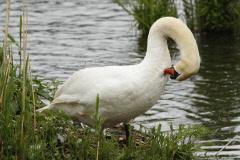 24 Hckerschwan bei der Federpflege