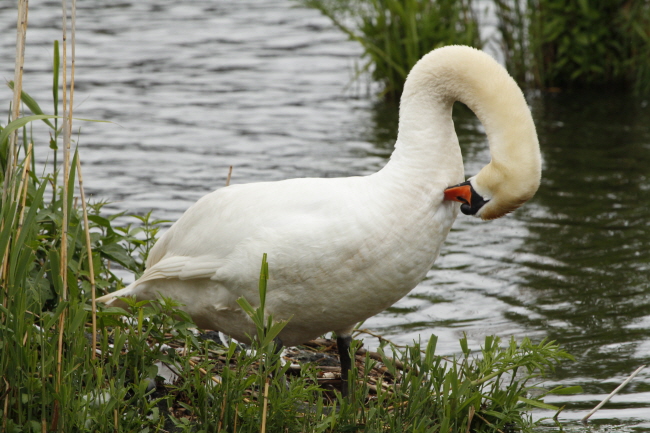 24 Hckerschwan bei der Federpflege