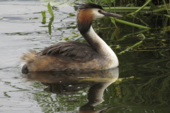 27 Haubentaucher - Podiceps cristatus