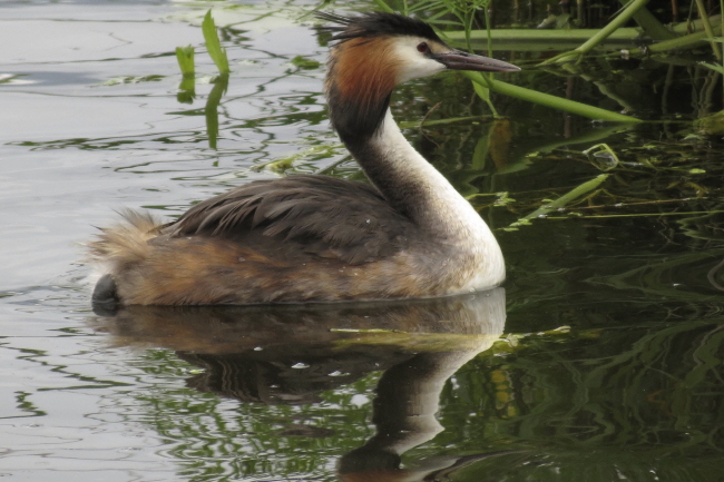 27 Haubentaucher - Podiceps cristatus