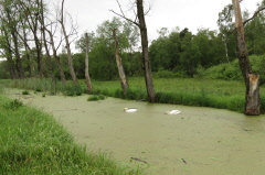 33 der Federseekanal ein knstlicher Abfluss des Federsees