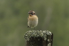 35 Braunkehlchen - Saxicola rubetra