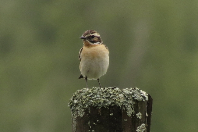 35 Braunkehlchen - Saxicola rubetra