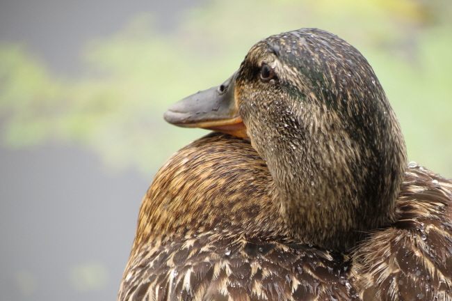 37 Stockentenweibchen - Anas platyrhynchos