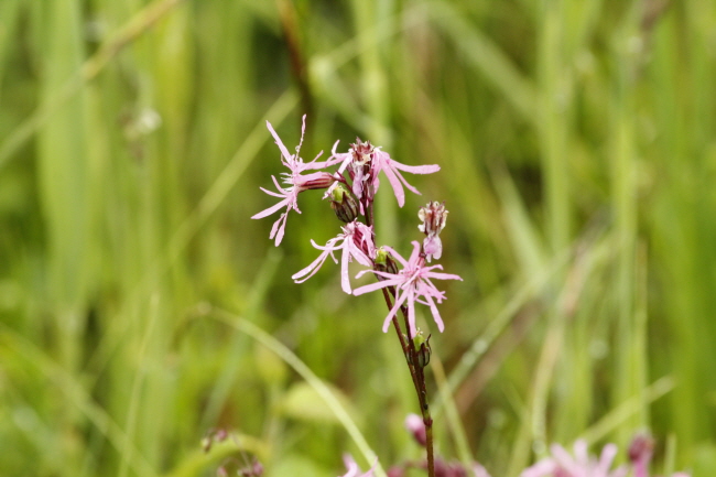 38 Kuckuckslichtnelke - Lychnis flos-cuculi